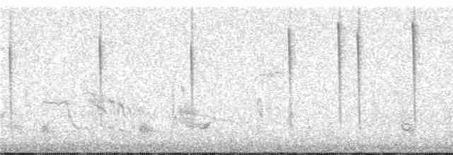 Kısa Kuyruklu Ormanyıldızı - ML245982