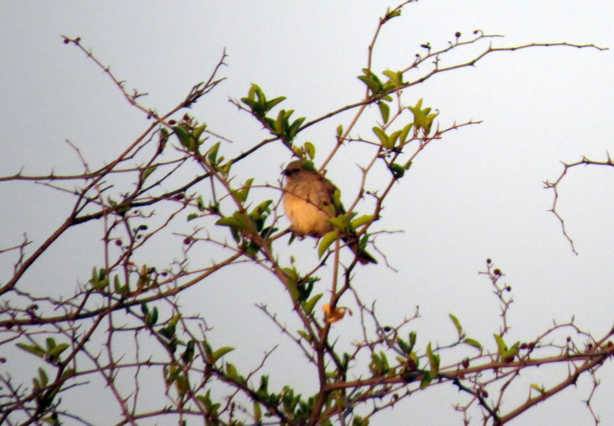 Southern Gray-headed Sparrow - ML24598381
