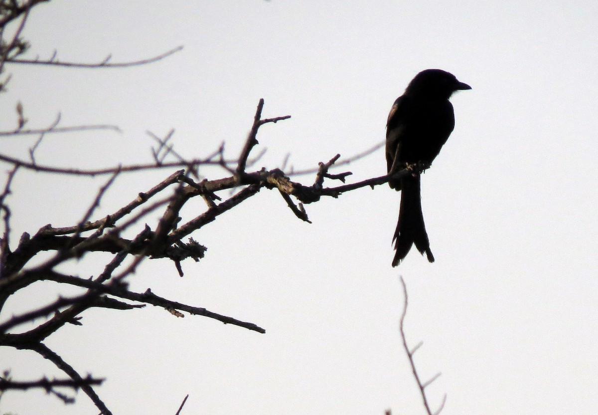 Fork-tailed Drongo - ML24598651