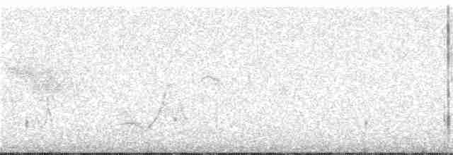 Kısa Kuyruklu Ormanyıldızı - ML245987