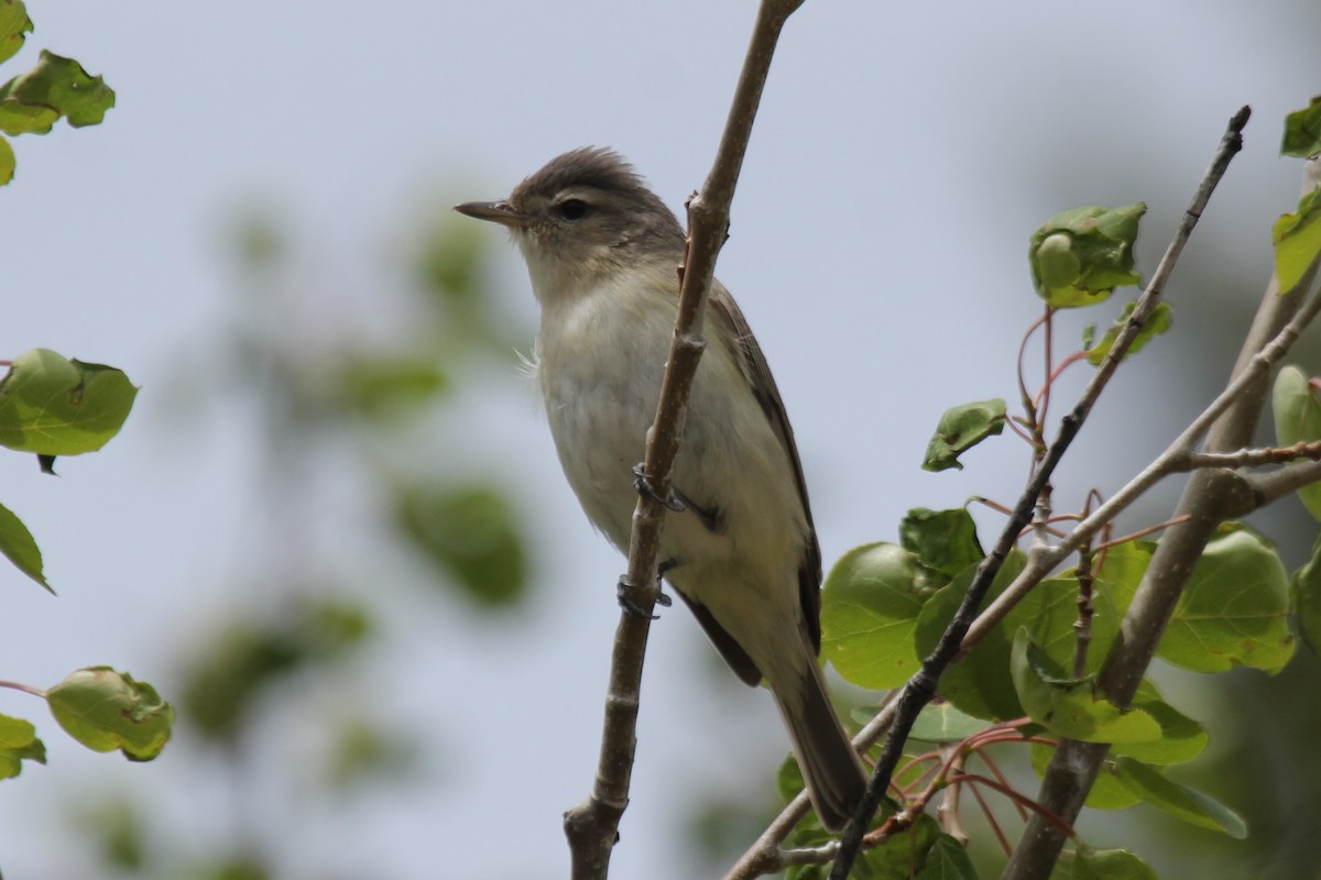 Warbling Vireo - Kenny Frisch