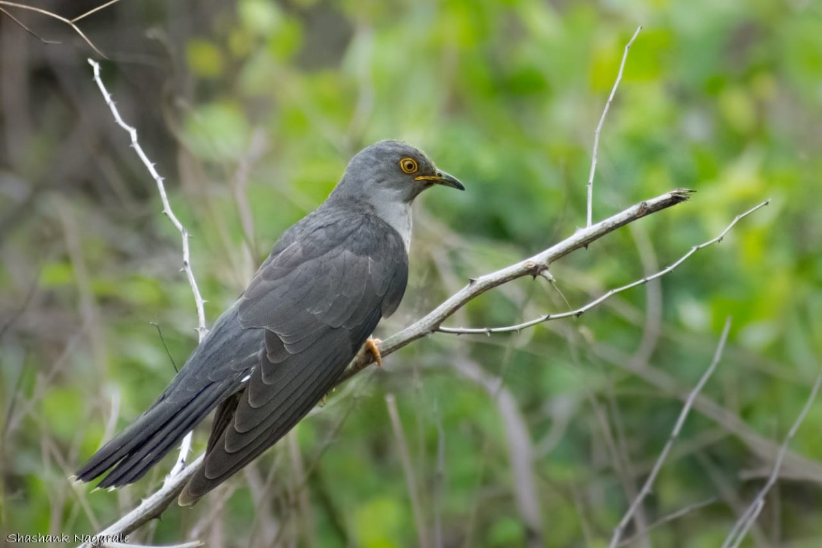 Common Cuckoo - Prashant Nikam Patil