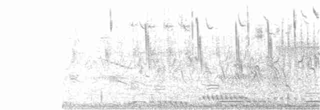 Savannah Serçesi [sandwichensis grubu] - ML245990881