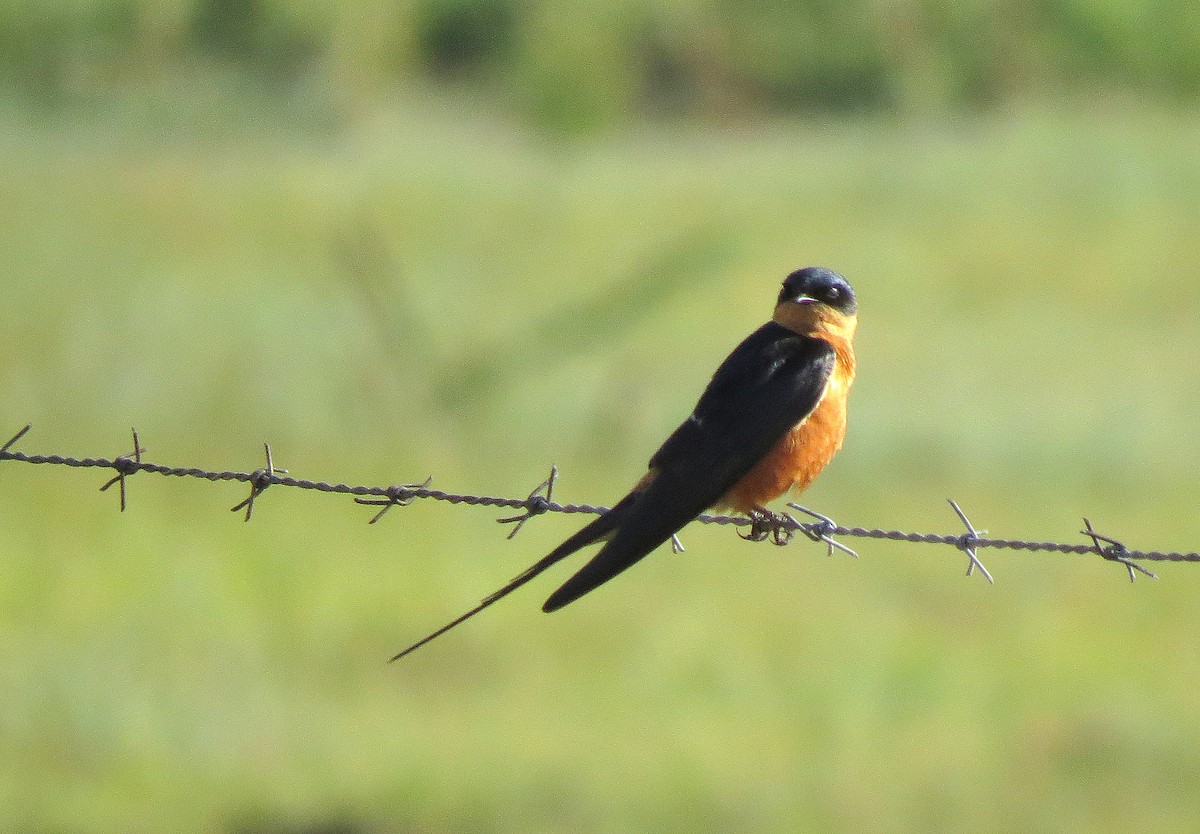 Rufous-chested Swallow - ML24599161