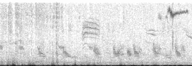 Kısa Kuyruklu Ormanyıldızı - ML245992