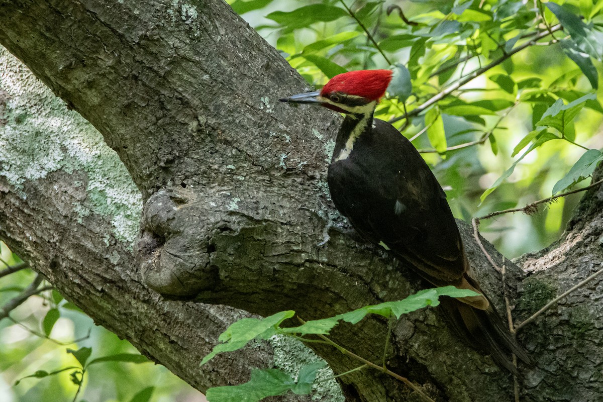 Pileated Woodpecker - ML245992351