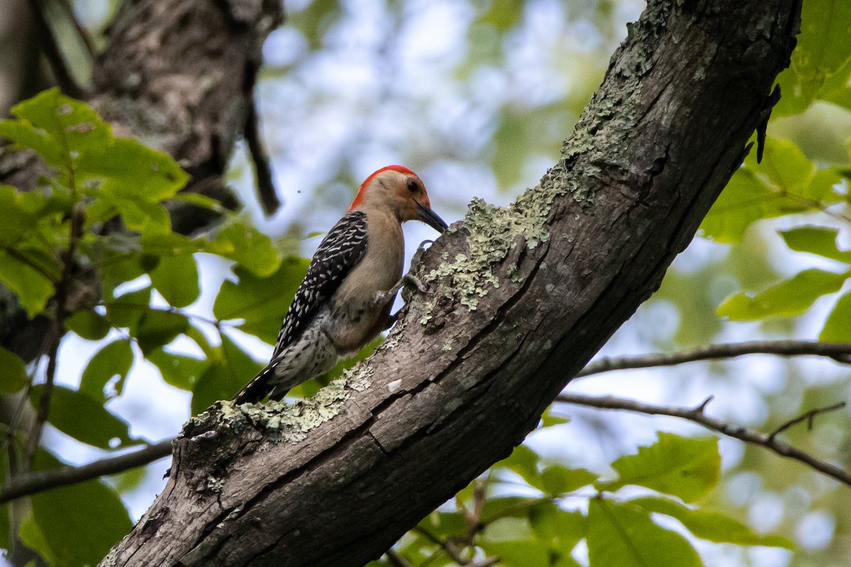 Red-bellied Woodpecker - ML245993171