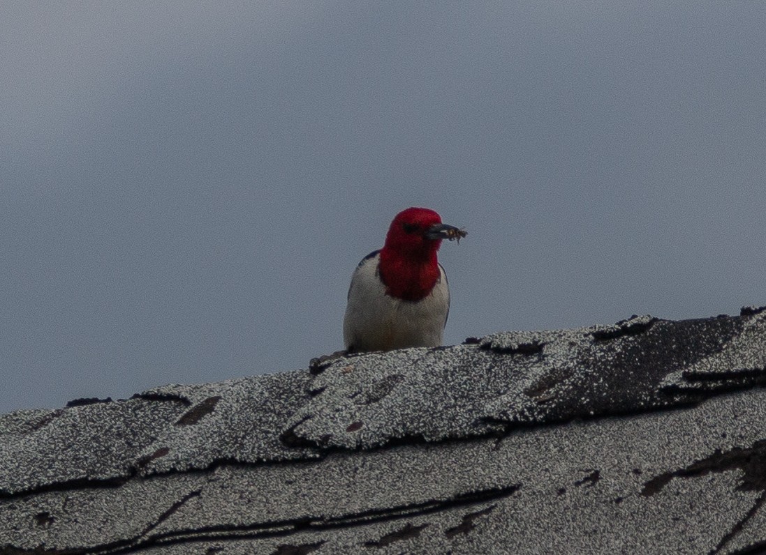 Red-headed Woodpecker - ML245994181