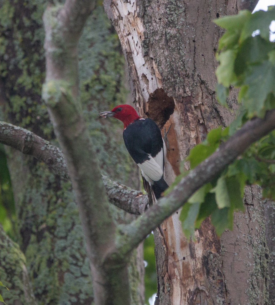 Red-headed Woodpecker - ML245994201