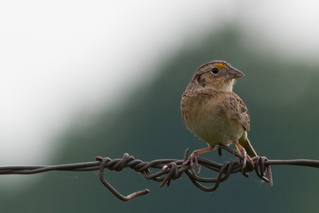 Grasshopper Sparrow - ML245995251