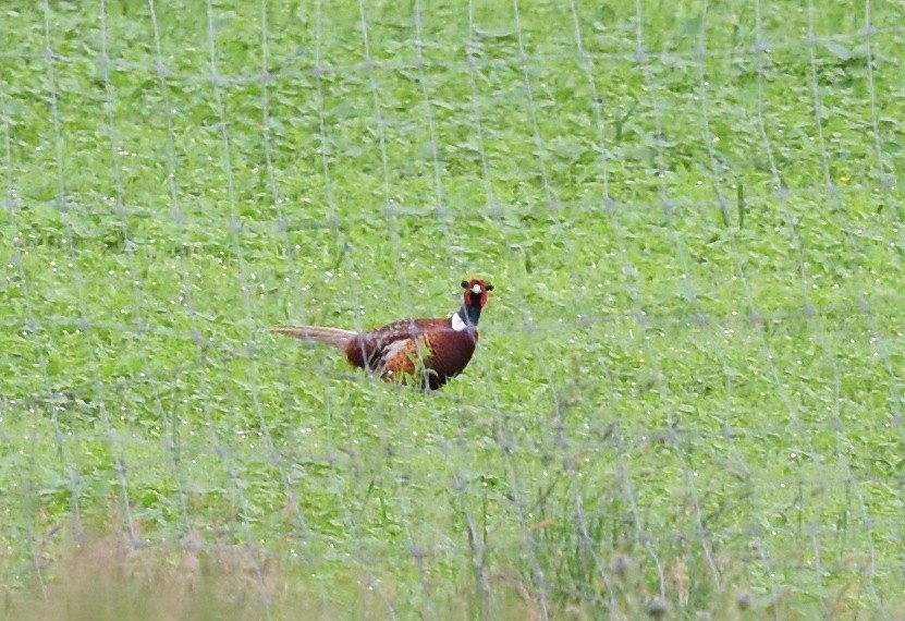 Ring-necked Pheasant - ML246002821