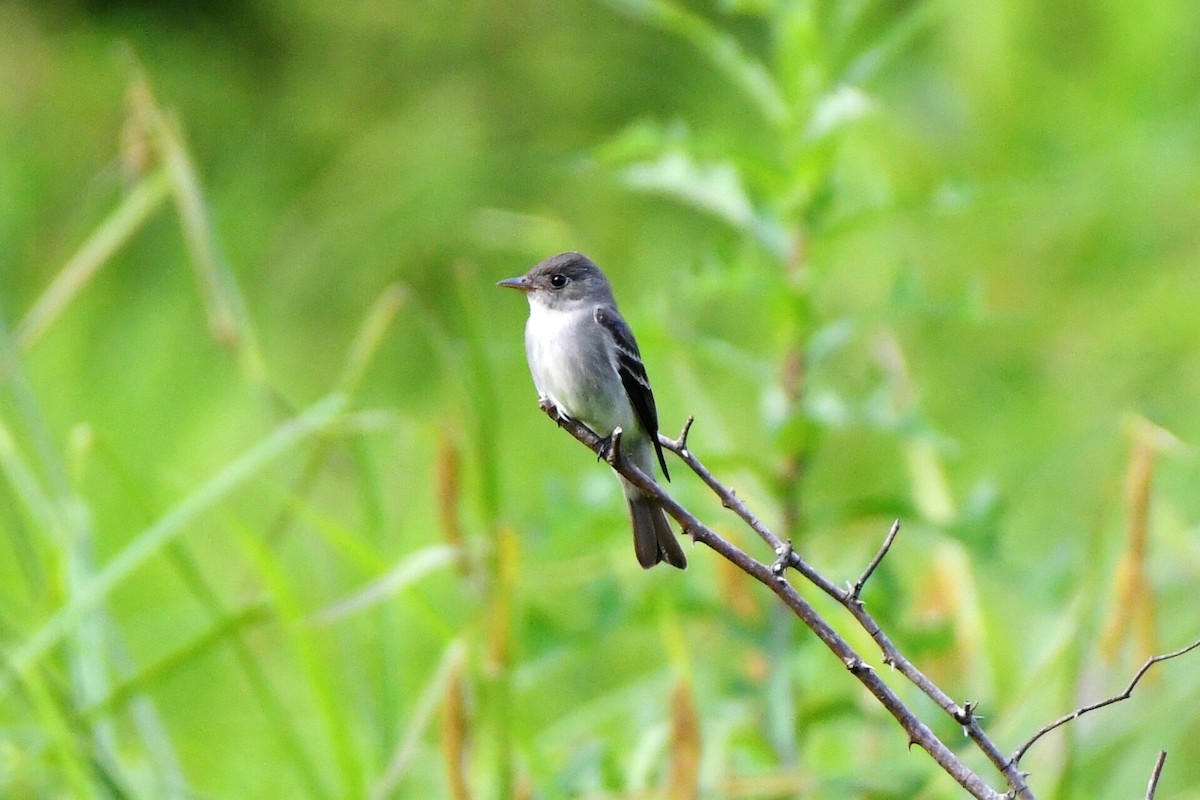 Willow Flycatcher - Michael Myers