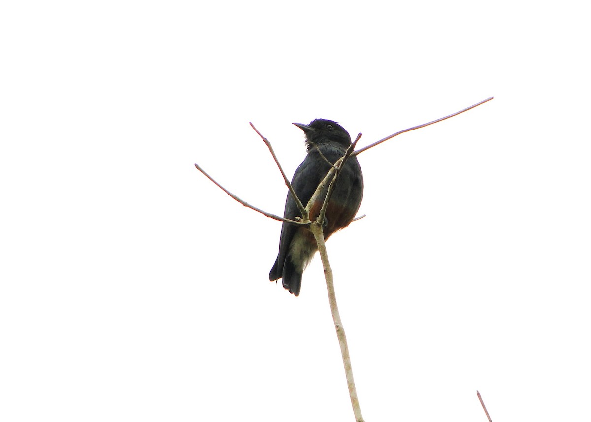 Swallow-winged Puffbird - Carlos Otávio Gussoni