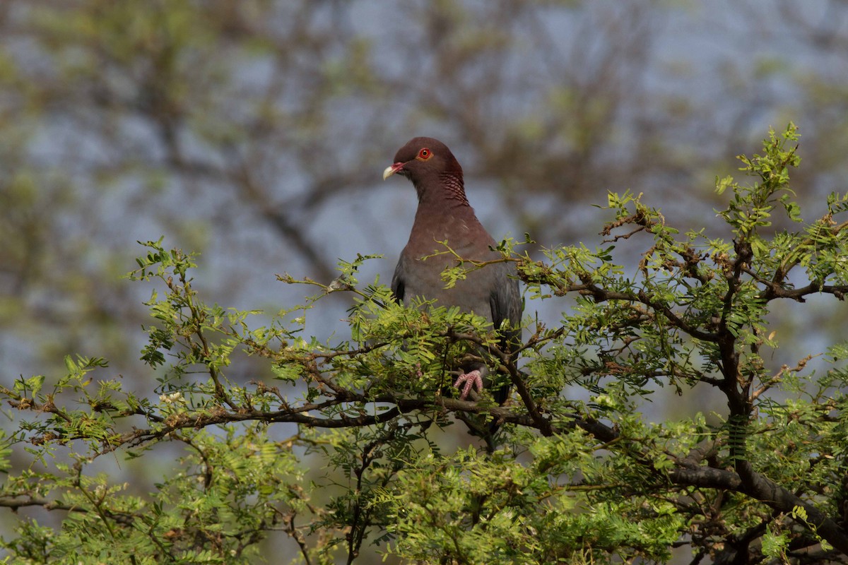 Scaly-naped Pigeon - ML24600801