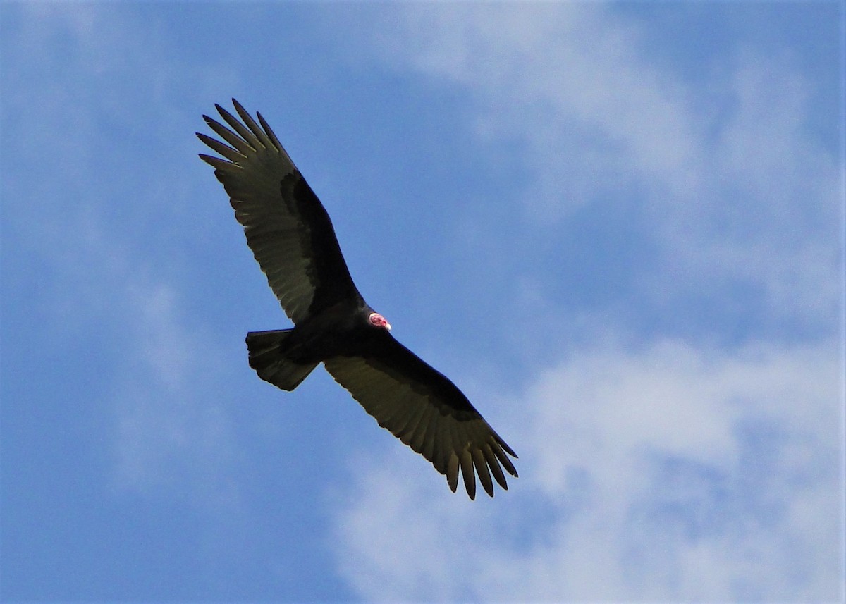 Turkey Vulture - ML246008641