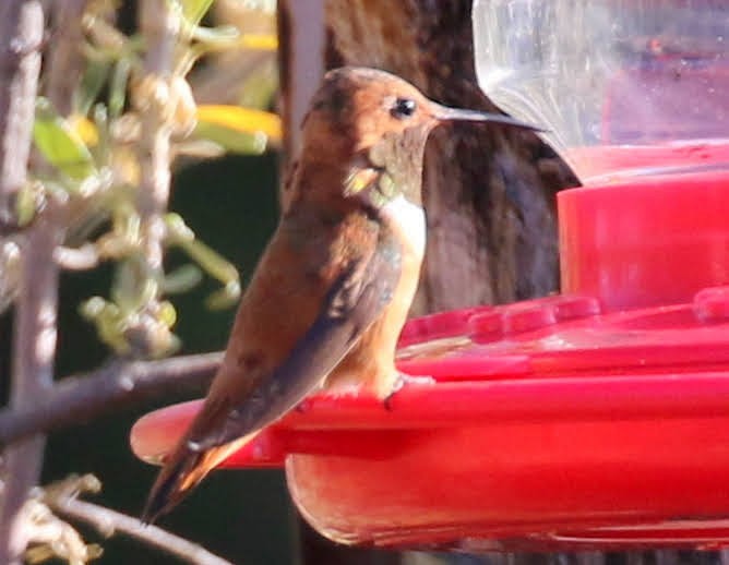 Rufous Hummingbird - ML246008741