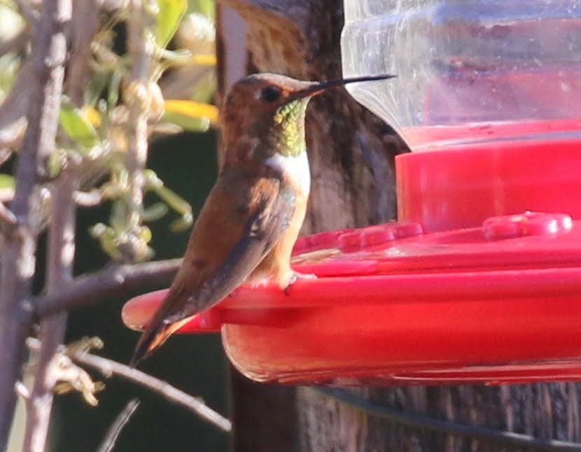 Rufous Hummingbird - ML246008811