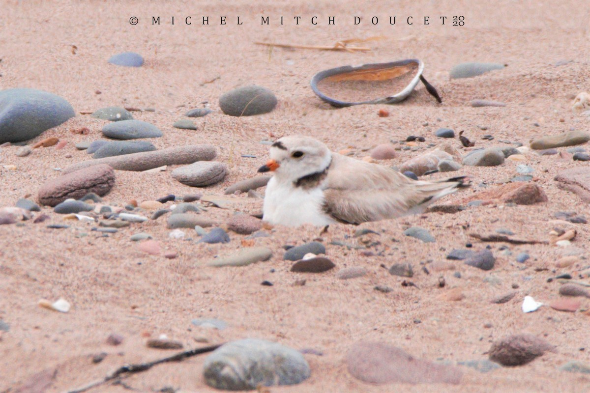 Piping Plover - ML246009101