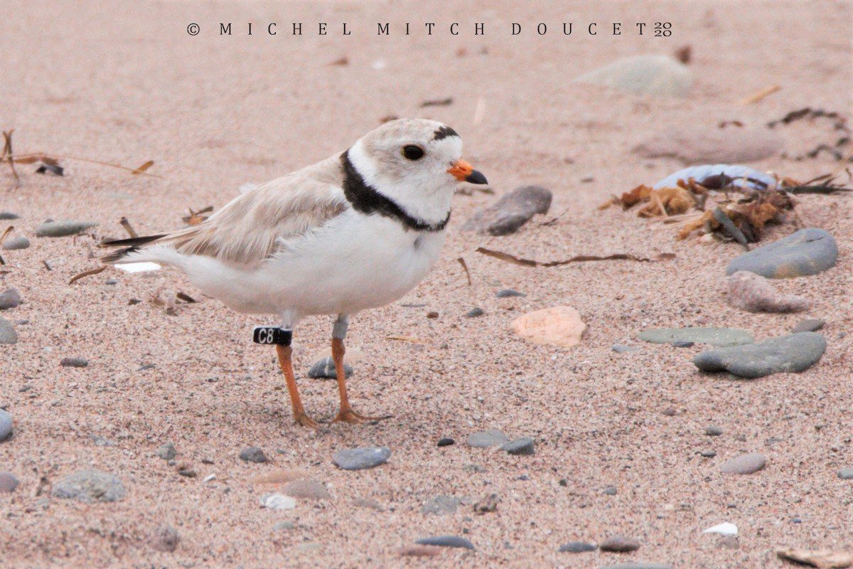 Piping Plover - ML246009121