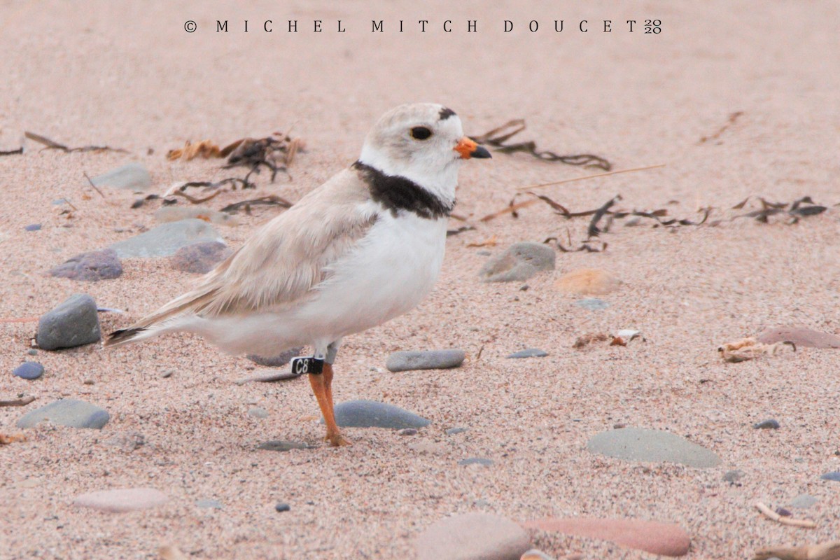 Piping Plover - ML246009141