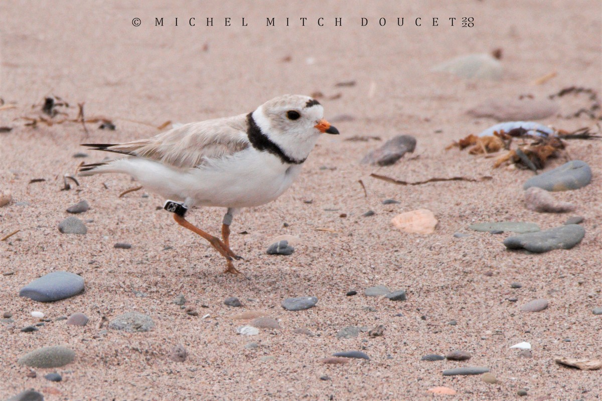 Piping Plover - ML246009181