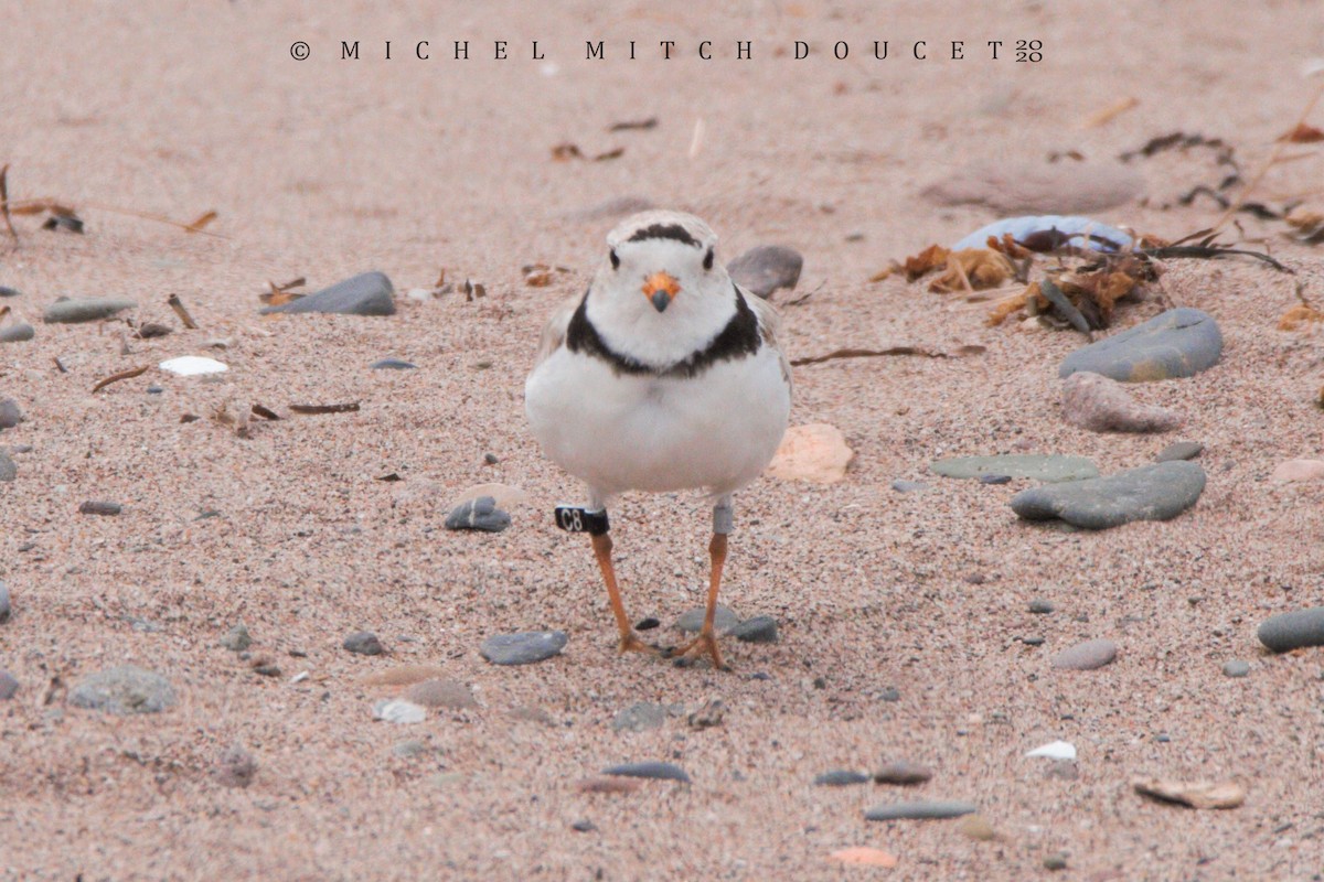 Piping Plover - ML246009191
