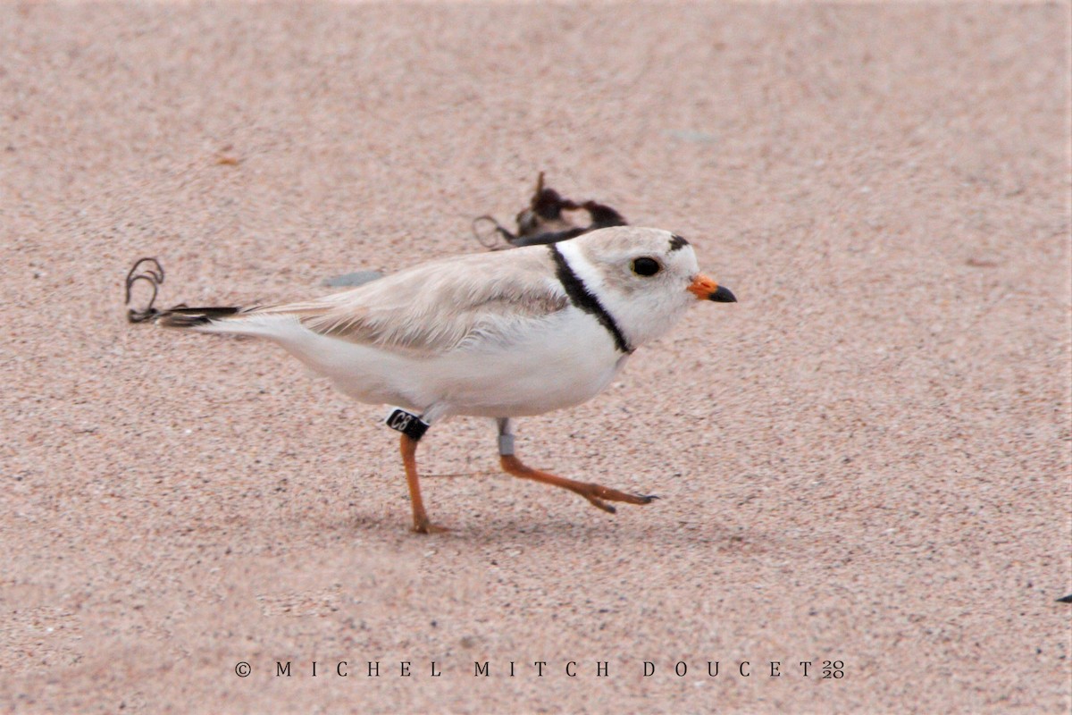 Piping Plover - Mitch (Michel) Doucet