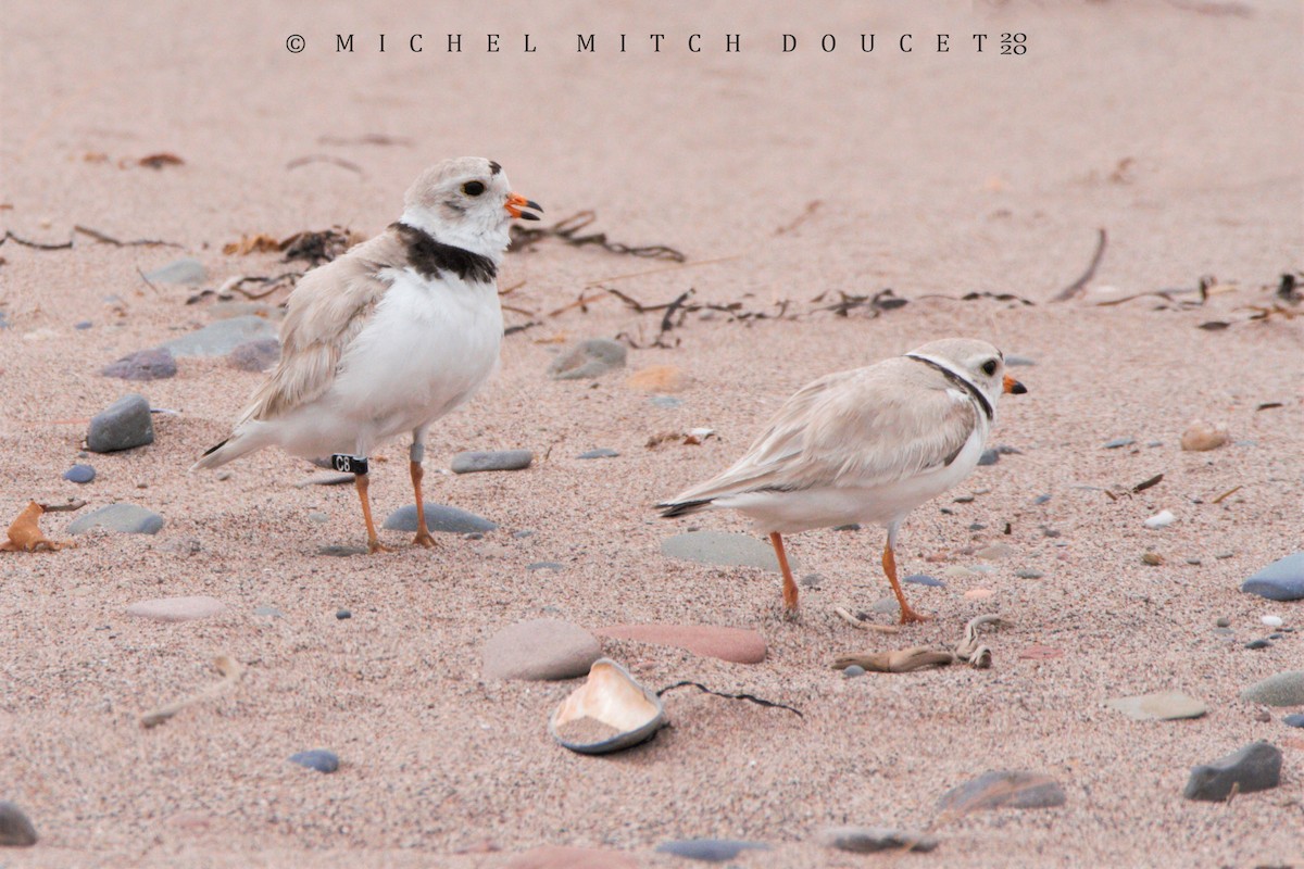 Piping Plover - ML246009221