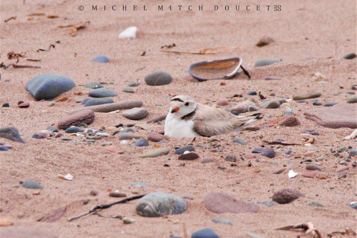 Piping Plover - ML246009231