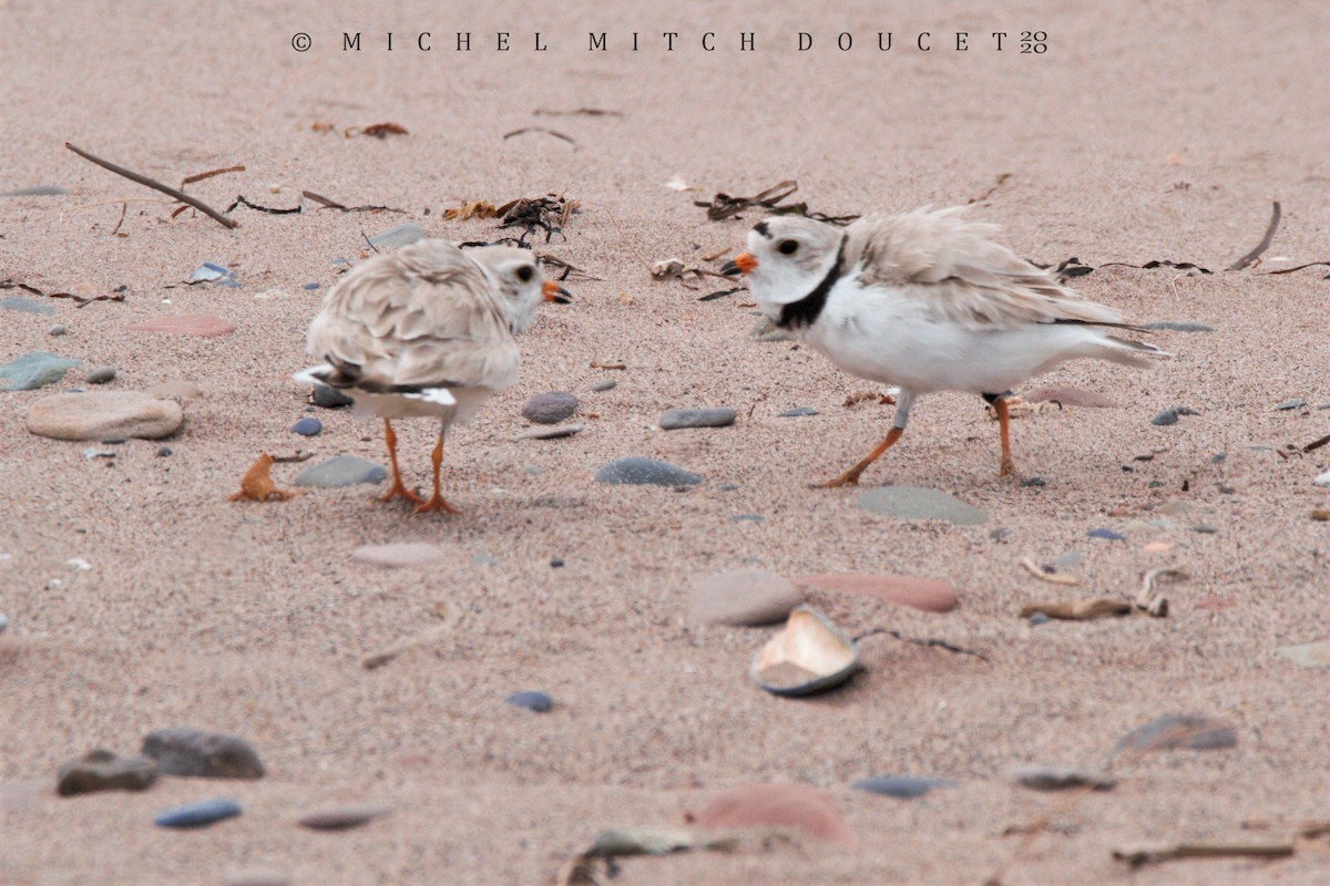 Piping Plover - ML246009241