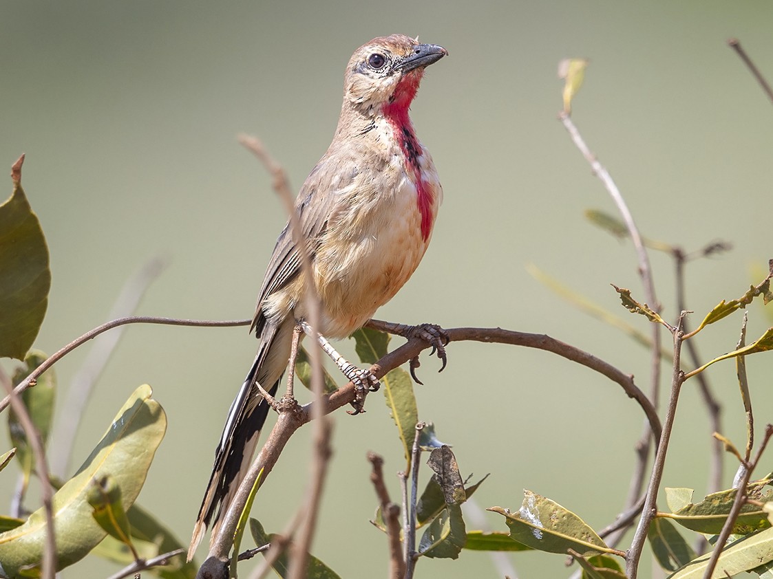 Rosy-patched Bushshrike - Niall D Perrins