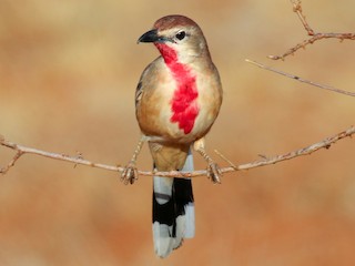 Rosy-patched Bushshrike - eBird