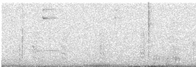 Percefleur à flancs blancs - ML246013061