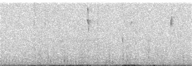 Percefleur à flancs blancs - ML246013071