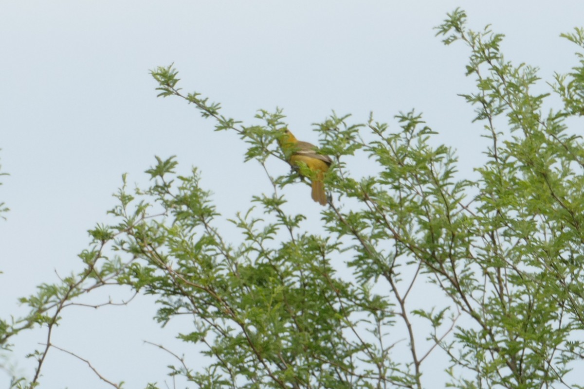 Orchard Oriole - ML246013081