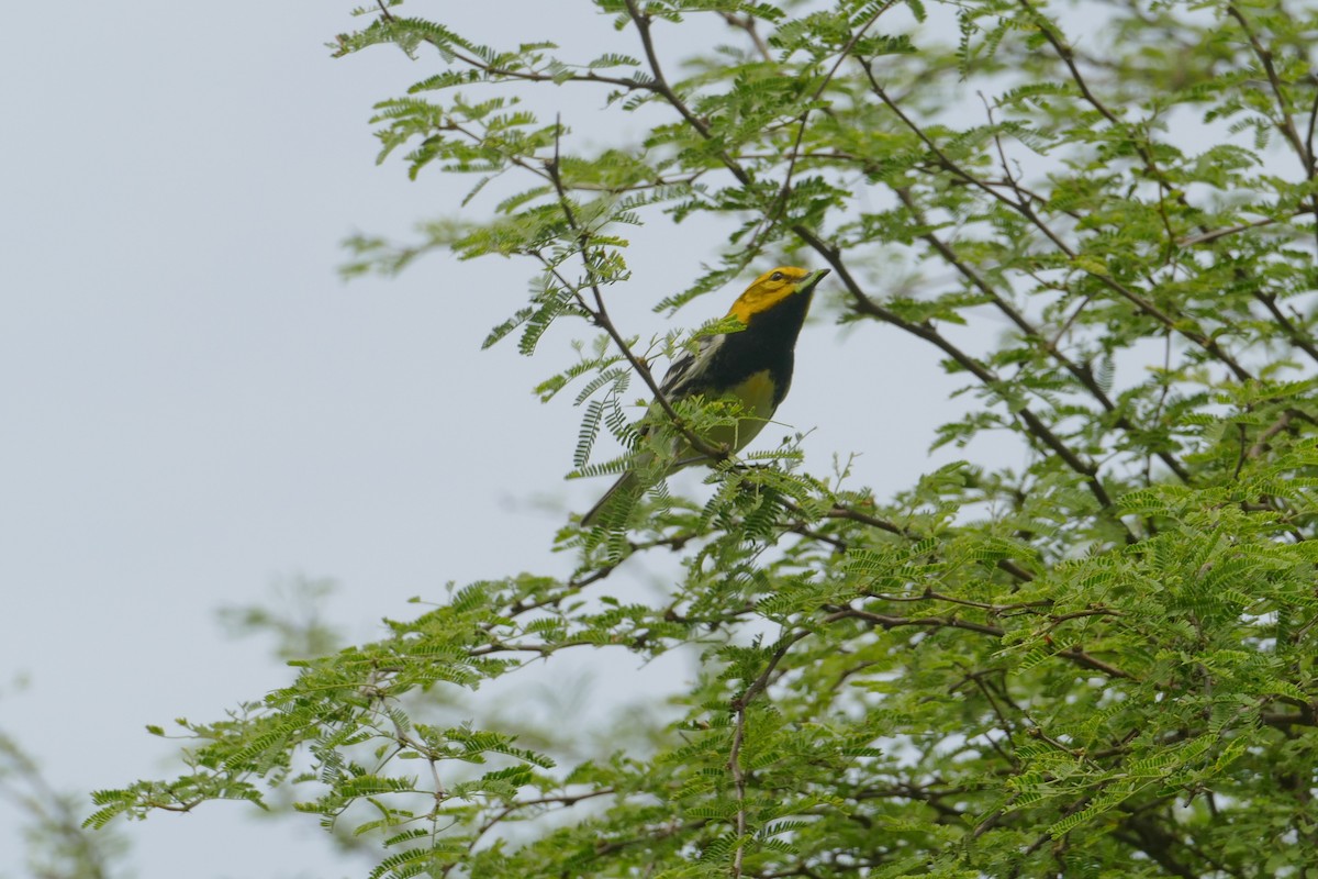Black-throated Green Warbler - ML246015221