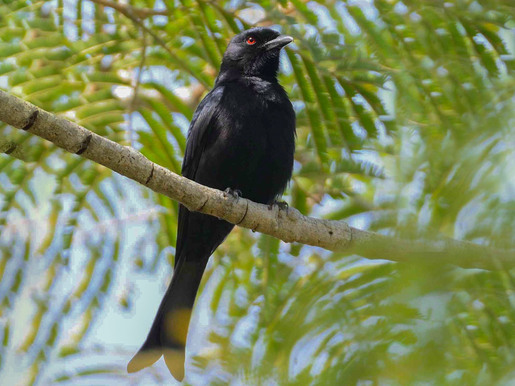 Fork-tailed Drongo (Glossy-backed) - eBird
