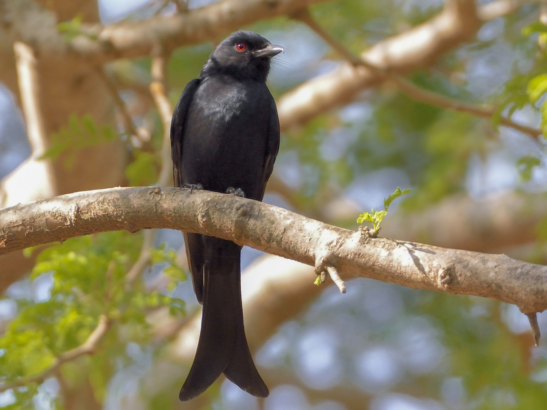 Fork-tailed Drongo (Glossy-backed) - eBird