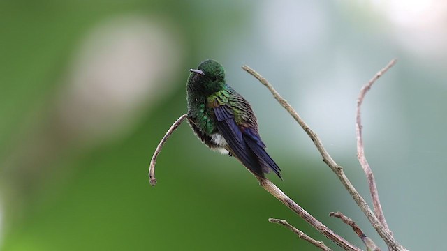 Blue-vented Hummingbird - ML246018441