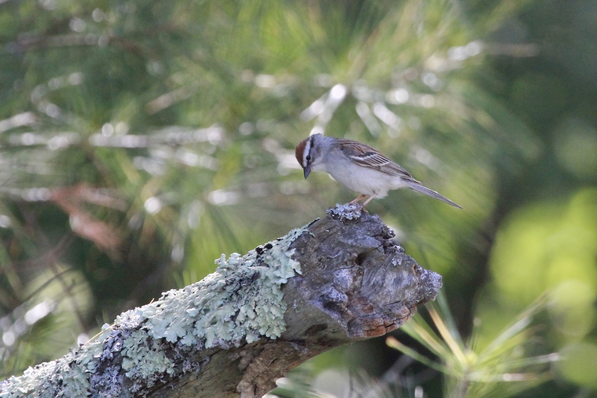Chipping Sparrow - ML246019631