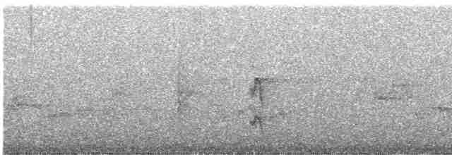 Тиранчик-довгохвіст жовточеревий - ML246020