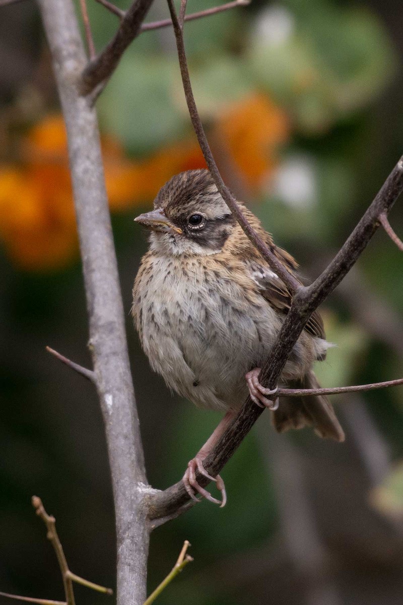 Rufous-collared Sparrow - ML246022351