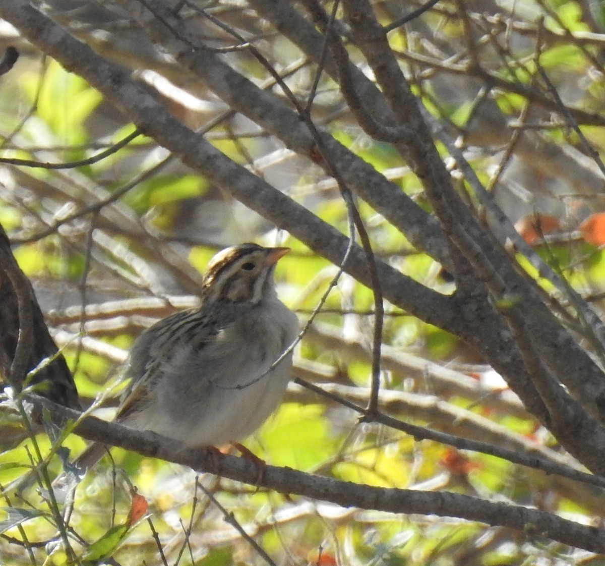 Clay-colored Sparrow - Roseanna Denton