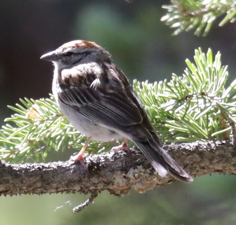 Chipping Sparrow - ML246028221