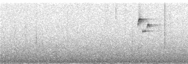 Пестрогрудый тираннчик - ML246034
