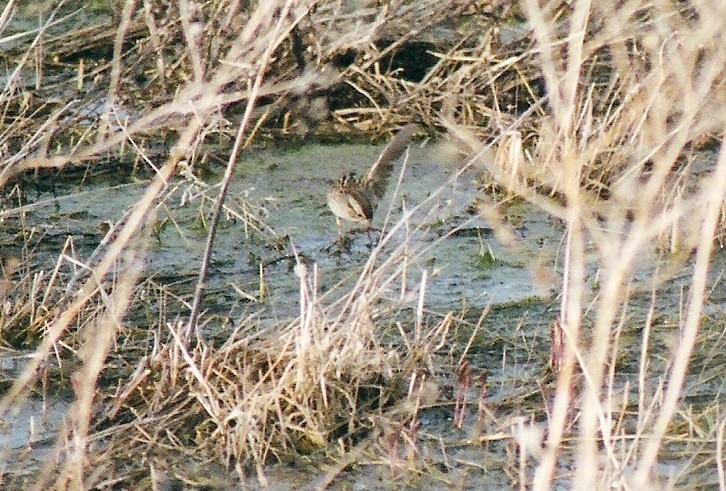 Swamp Sparrow - ML24603541