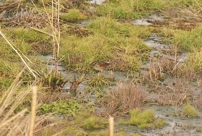 Swamp Sparrow - ML24603551