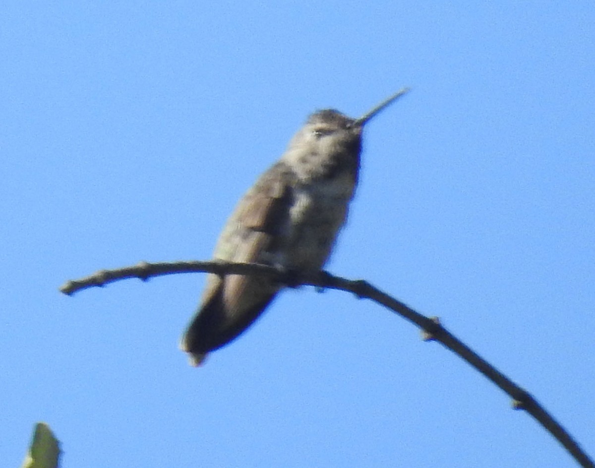 Costa's Hummingbird - ML246036701