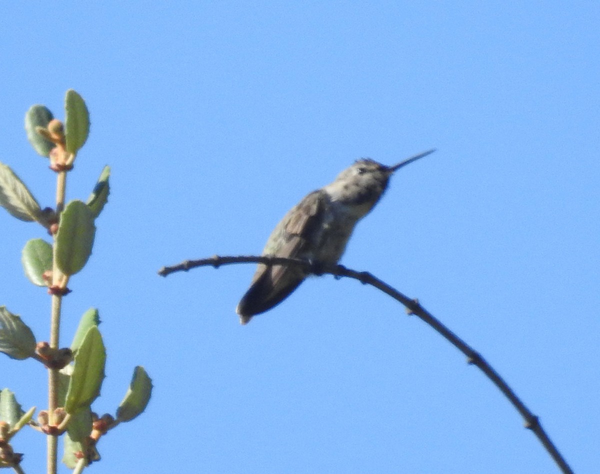 Costa's Hummingbird - ML246036711