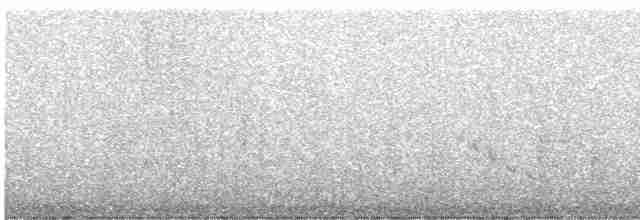 Тиранчик-довгохвіст жовточеревий - ML246037